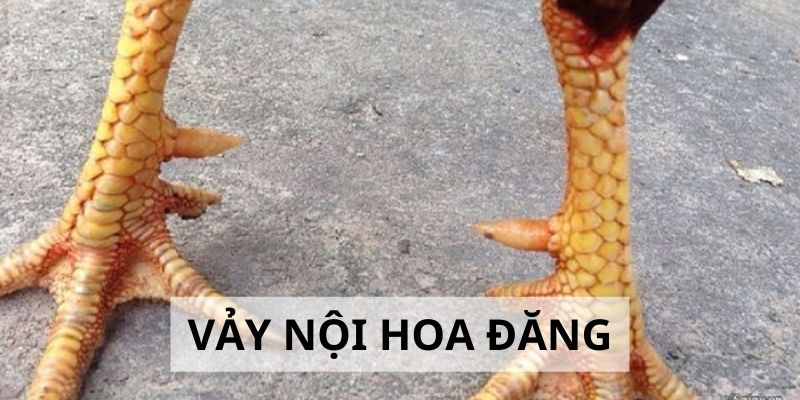 Vảy Nội Hoa Đăng - Đặc Điểm Và Cách Nhận Biết Cực Chuẩn 2024 2 Vảy Nội Hoa Đăng - Đặc Điểm Và Cách Nhận Biết Cực Chuẩn 2024